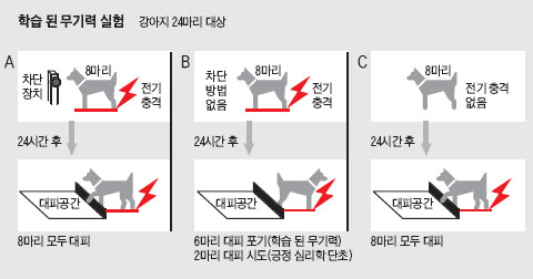 포기하지 않은 2마리의 개… 긍정 심리학 연구 단초로 - WEEKLY BIZ  > Analysis