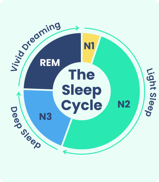 Stages of Sleep: What Happens in a Normal Sleep Cycle?